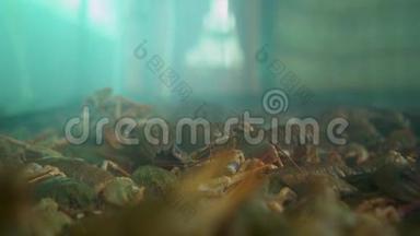 活小龙虾沿着水族馆爬行，拍摄特写镜头